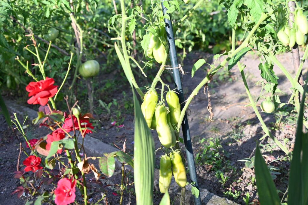 foto ogródka działkowego