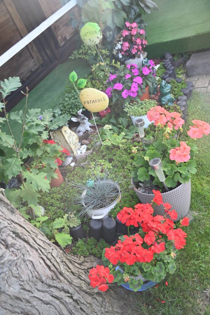 foto ogródka działkowego